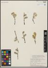 Foto von Salix alaxensis (Andersson) Coville